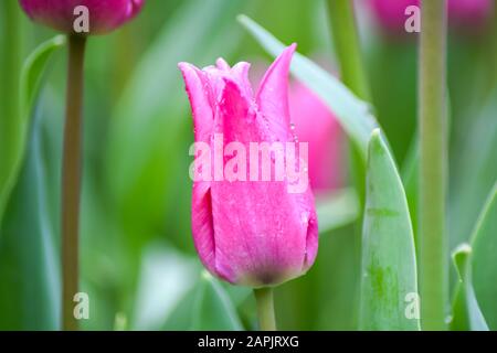Rosa Tulpe nach Regen. Die geschlossenen Kronblätter einer Tulpe mit Regentropfen auf grünem Grund. Transparente Tropfen auf rosafarbenen Kronblättern. Stockfoto