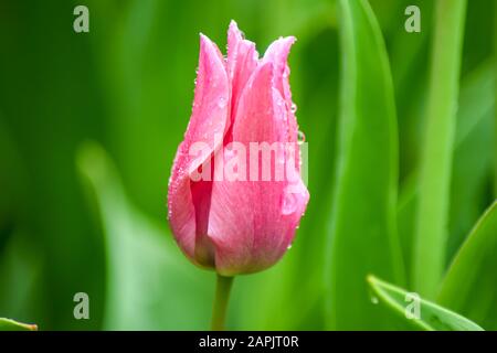 Rosa Tulpe nach Regen. Die geschlossenen Kronblätter einer Tulpe mit Regentropfen auf grünem Grund. Transparente Tropfen auf rosafarbenen Kronblättern. Stockfoto