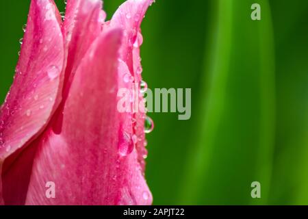 Rosa Tulpe nach Regen. Die geschlossenen Kronblätter einer Tulpe mit Regentropfen auf grünem Grund. Transparente Tropfen auf rosafarbenen Kronblättern. Stockfoto