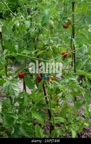 Hausgewachsene rote, reife und grüne Tomaten auf dem Strauch im Garten im Sommer Stockfoto