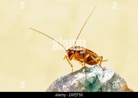 Deutsche Schabe (Blattella Germanica) Stockfoto