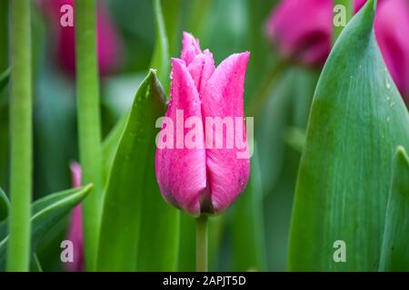 Rosa Tulpe nach Regen. Die geschlossenen Kronblätter einer Tulpe mit Regentropfen auf grünem Grund. Transparente Tropfen auf rosafarbenen Kronblättern. Stockfoto