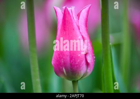 Rosa Tulpe nach Regen. Die geschlossenen Kronblätter einer Tulpe mit Regentropfen auf grünem Grund. Transparente Tropfen auf rosafarbenen Kronblättern. Stockfoto