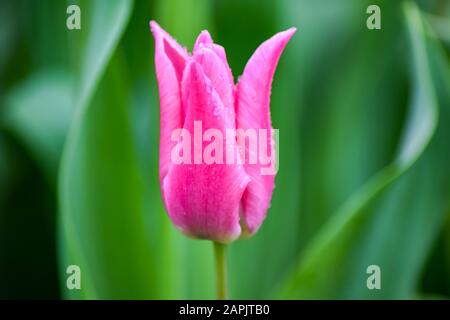 Rosa Tulpe nach Regen. Die geschlossenen Kronblätter einer Tulpe mit Regentropfen auf grünem Grund. Transparente Tropfen auf rosafarbenen Kronblättern. Stockfoto