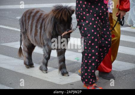 Pferd als Zebra für Karneval Stockfoto