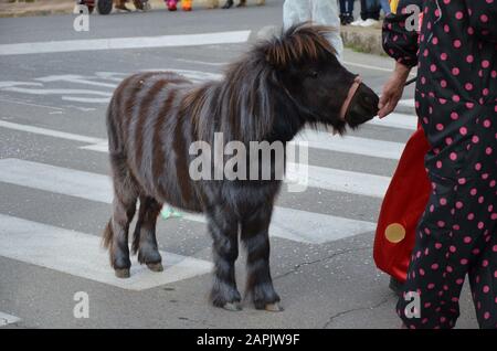 Pferd als Zebra für Karneval Stockfoto