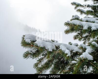 An einem Nebeltag verzweigt sich schneebedeckte Fichten. Winter-Berglandschaft. Ein nebeliger Tag in den Bergen. Im Hintergrund, durch den Nebel, eine Steigung mit Stockfoto