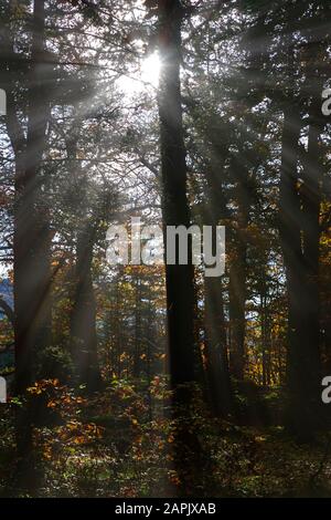 Sonnenstrahlen, die im Herbstwald durch Bäume schimmern Stockfoto