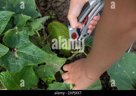 Ein Kind ernten home-grown grüne Gurken im Garten mit Gartenschere Stockfoto