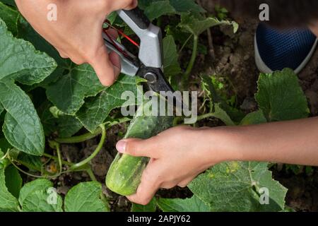 Ein Kind ernten home-grown grüne Gurken im Garten mit Gartenschere Stockfoto