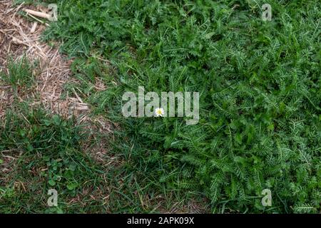 Ein einsames kleines Gänseblümchen auf einer Wiese Stockfoto