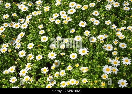 Eine Gruppe weißer Gänseblümchen. Stockfoto