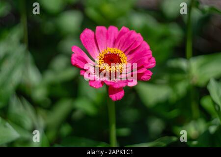 Eine rosafarbene zinnia-blume (Zinnia elegans, Common Zinnia) im Garten vor verschwommener grüner Pflanzenhintergrund. Stockfoto