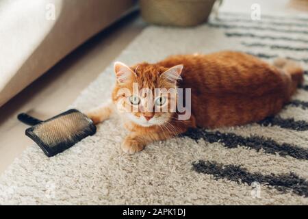 Ingwerkatze mit Kammbürste zu Hause kämmen. Katze liegt auf Teppich und spielt mit Pinsel. Achten Sie darauf, dass Ihr Haustier das Haar entfernt. Stockfoto