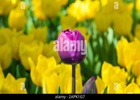 Violette Tulpe und gelbe Tulpen im Hintergrund. Stockfoto