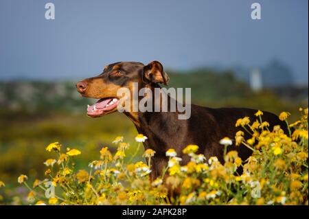 Doberman Pinscher Hund im Freien Porträt Stockfoto