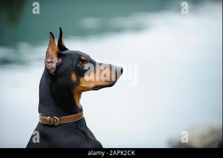 Doberman Pinscher Hund im Freien Porträt Stockfoto