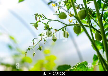 Wachstumshintergrund der Anlage. Tomaten mit Blumen und kleinen grünen Früchten in der Nähe auf dem Hintergrund des Gewächshauses Stockfoto
