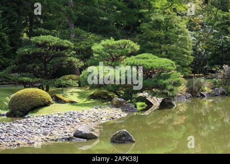 Gepflegte Pinien und Rasen in einem japanischen Garten mit einem Teich, der die Bäume in Seattle, Washington, USA reflektiert Stockfoto