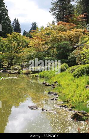 Hohe Gräser wachsen neben einem Teich mit japanischen Maples und immergrünen Bäumen in Seattle, Washington, USA Stockfoto