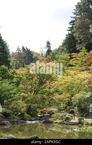 Japanische Ahorn Bäume unterstützen einen großen Teich in einem japanischen Garten in Seattle, Washington, USA Stockfoto