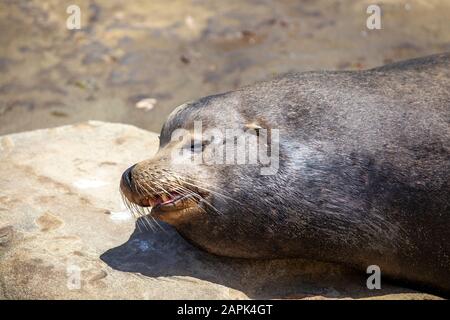 Der Seelöwe, der in der Sonne auf den Felsen der La Jolla Cove in San Diego, Kalifornien, am Pazifischen Ozean liegt Stockfoto