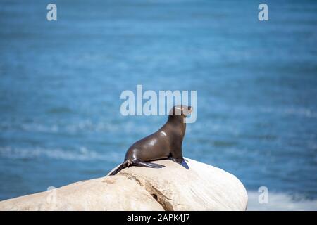 Der Seelöwe sitzt auf dem höchsten Felsen Stockfoto