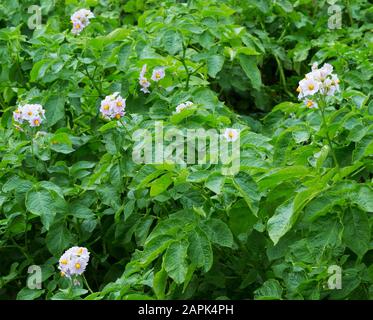 Geblümtes Kartoffel im Sommer. Kartoffelpflanzen mit Blumen, die auf Bauernfialen wachsen. Es blühen Pflanzenblumen aus biologischem Anbau. Stockfoto