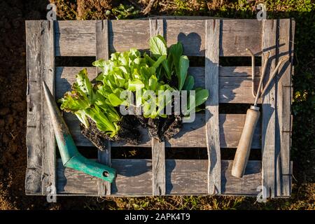 Junge Frau, die an sonnigen Frühlingstag urbane Gartenarbeit macht Stockfoto