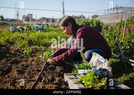 Junge Frau, die an sonnigen Frühlingstag urbane Gartenarbeit macht Stockfoto