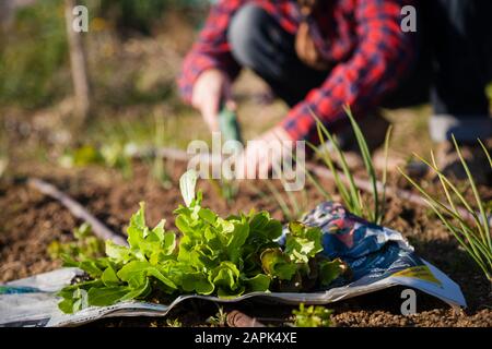 Junge Frau, die an sonnigen Frühlingstag urbane Gartenarbeit macht Stockfoto