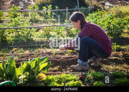 Junge Frau, die an sonnigen Frühlingstag urbane Gartenarbeit macht Stockfoto