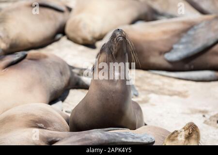 Seelöwe in der Sonne in La Jolla Cove, San Diego, Kalifornien Stockfoto