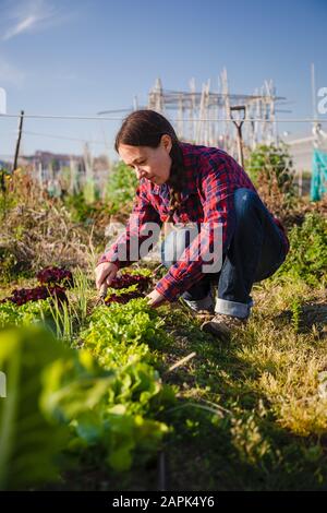 Junge Frau, die an sonnigen Frühlingstag urbane Gartenarbeit macht Stockfoto