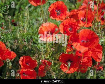 Blühender Maismohn, Papaver Rhoeas, im Sommer Stockfoto