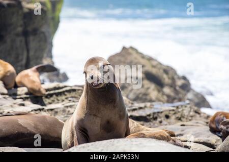 Mutter von Sea Lion sucht und ruft nach ihrem Pfup La Jolla Cove, San Diego California Stockfoto