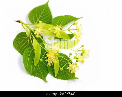 Vor weißem Hintergrund isolierte Lindenblüten Stockfoto