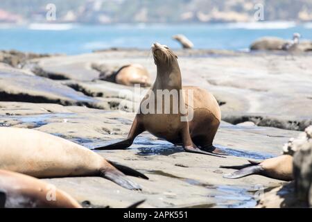 Sea Lion, das auf den Felsen von La Jolla Cove, San Diego California, herumläuft. Steppend Stockfoto