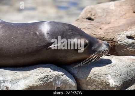 Seelöwe, der auf den Felsen legt, während er trocknet. La Jolla Cove San Diego Stockfoto