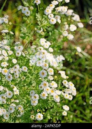 Blütendes Feverfeel, Tanacetum parthenium, mit Doppelblumen Stockfoto