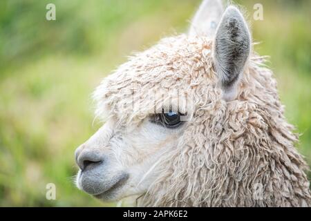 Colca Canyon Stockfoto