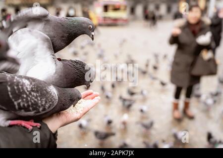 Verschwommener Hintergrund von Menschen, die Tauben füttern, Nahaufnahme einer Hand, die Vogelfutter hält Stockfoto