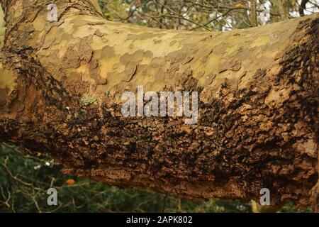 Ein Nahbild der Rinde eines in London Gefallenen Flugbaums, das die markanten Muster an einem reifen Baum zeigt Stockfoto