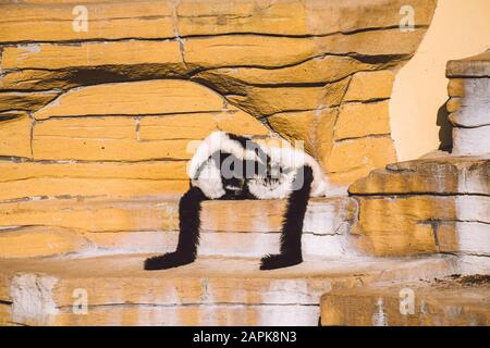 Zwei schwarze und weiße Vari-Affen, die auf einem Felsen spielen. Lemurs Vari haben Spaß und entspannen sich aktiv bei sonnigem Wetter. Schwarz und Weiß. Wari, Varecia Stockfoto