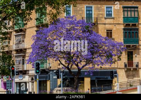 Malta Valletta 16. Juni 2019: Der blühende Baum mit violetten Blumen auf der Straße vor dem Hintergrund eines braunen Wohnhauses. Schöner Frühling ci Stockfoto