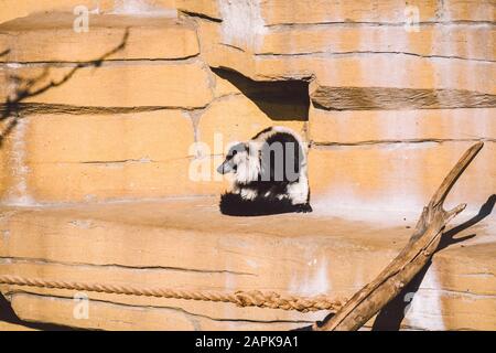 Zwei schwarze und weiße Vari-Affen, die auf einem Felsen spielen. Lemurs Vari haben Spaß und entspannen sich aktiv bei sonnigem Wetter. Schwarz und Weiß. Wari, Varecia Stockfoto