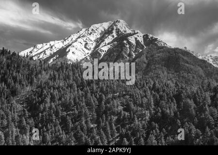 Graustufenlandschaft von einem Himalaya-Berg, der über den Kiefernwald im Dorf Chitkul in Kinnaur, Indien, ragt. Stockfoto