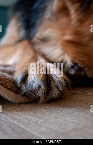 Der deutsche Shepard-Hund zeigt die Unterseite seiner Pfote Stockfoto