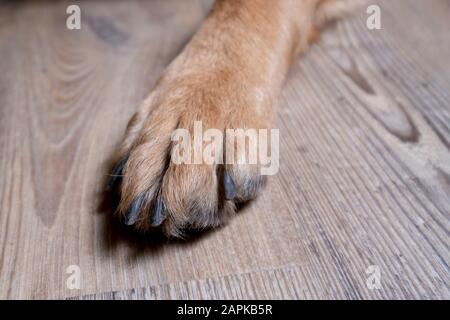 Der deutsche Shepard-Hund zeigt die Spitze seiner Pfote, Nahaufnahme. Stockfoto