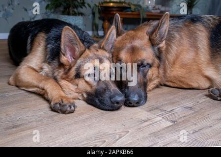 Zwei deutsche Sheppard-Hunde liegen auf dem Boden. Stockfoto